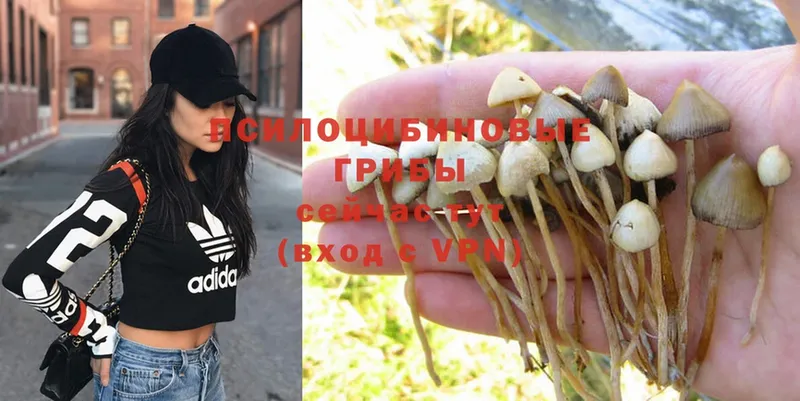 Псилоцибиновые грибы Psilocybe  ссылка на мегу   Невинномысск 